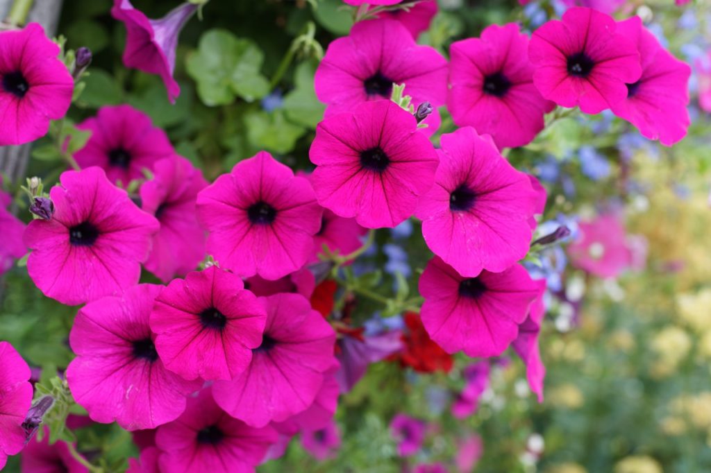 bright pink trailing supertunias