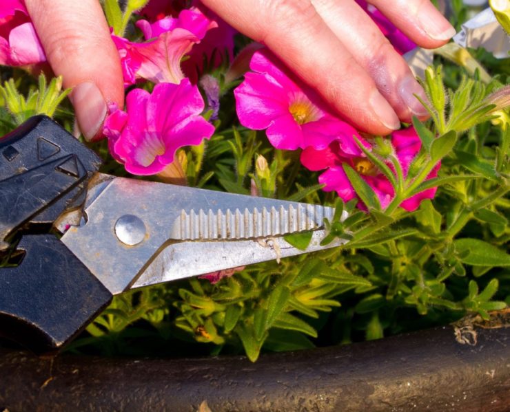How To Revive Leggy Petunias Horticulture.co.uk