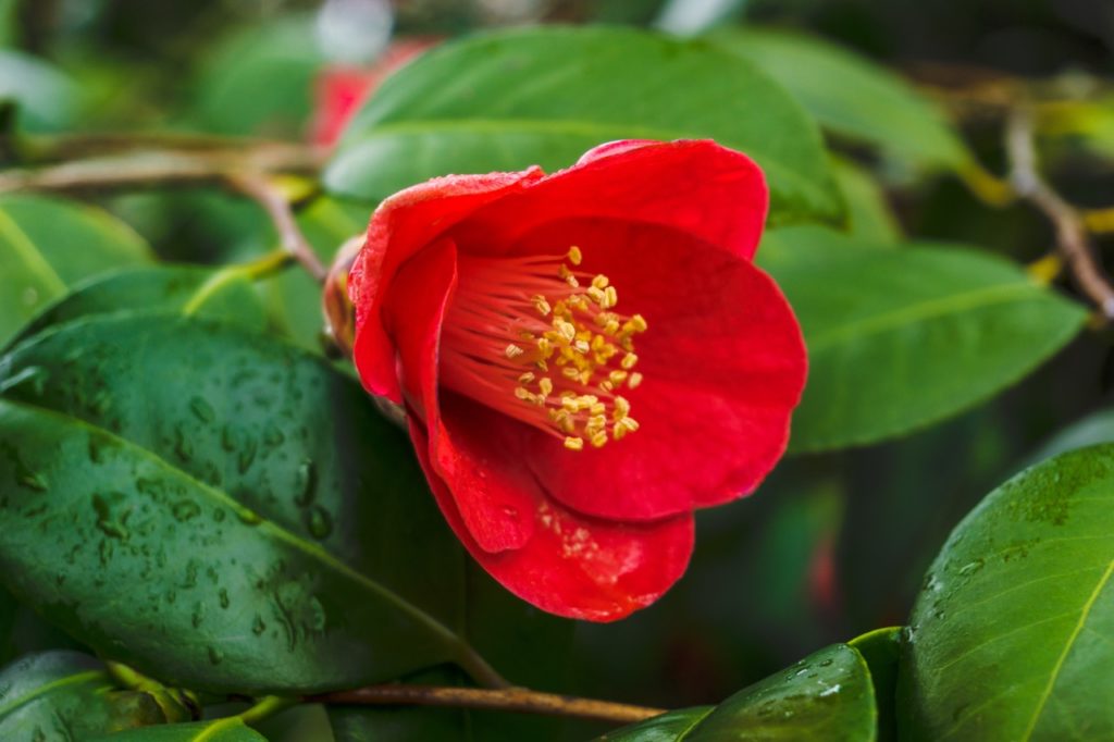 bell-shaped camellia flower with its red petals starting to open