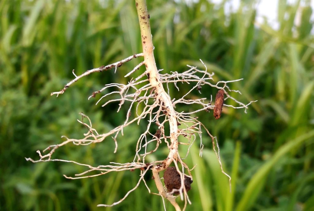 the creamy-white taproots of a plant that has been lifted from the ground by the main thicker stem