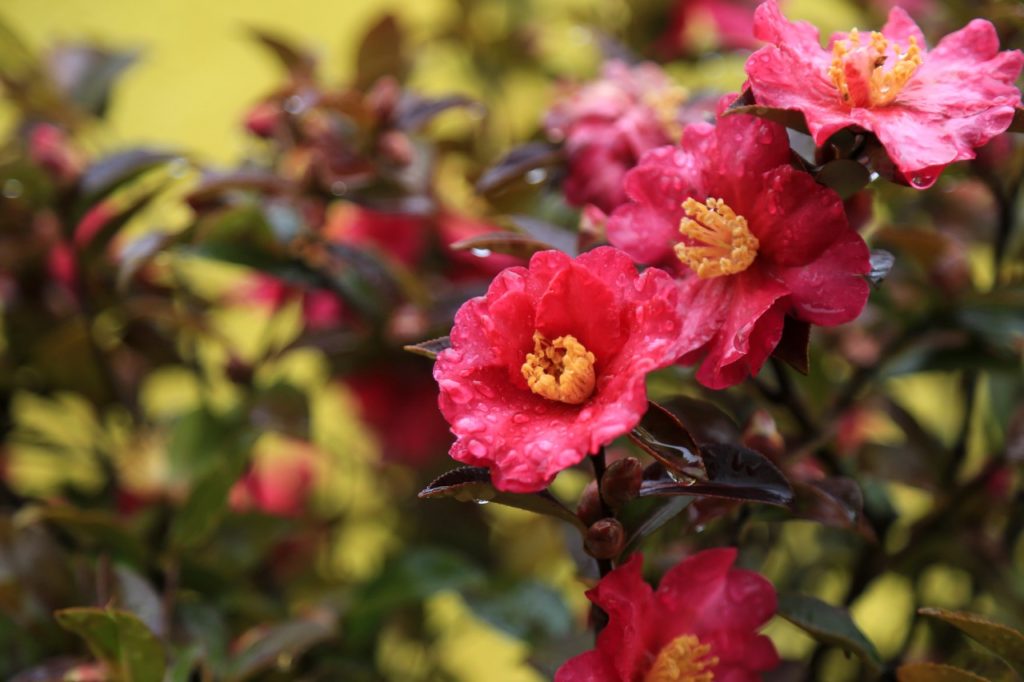 flowering camellia shrub covered in water droplets after excessive rainfall