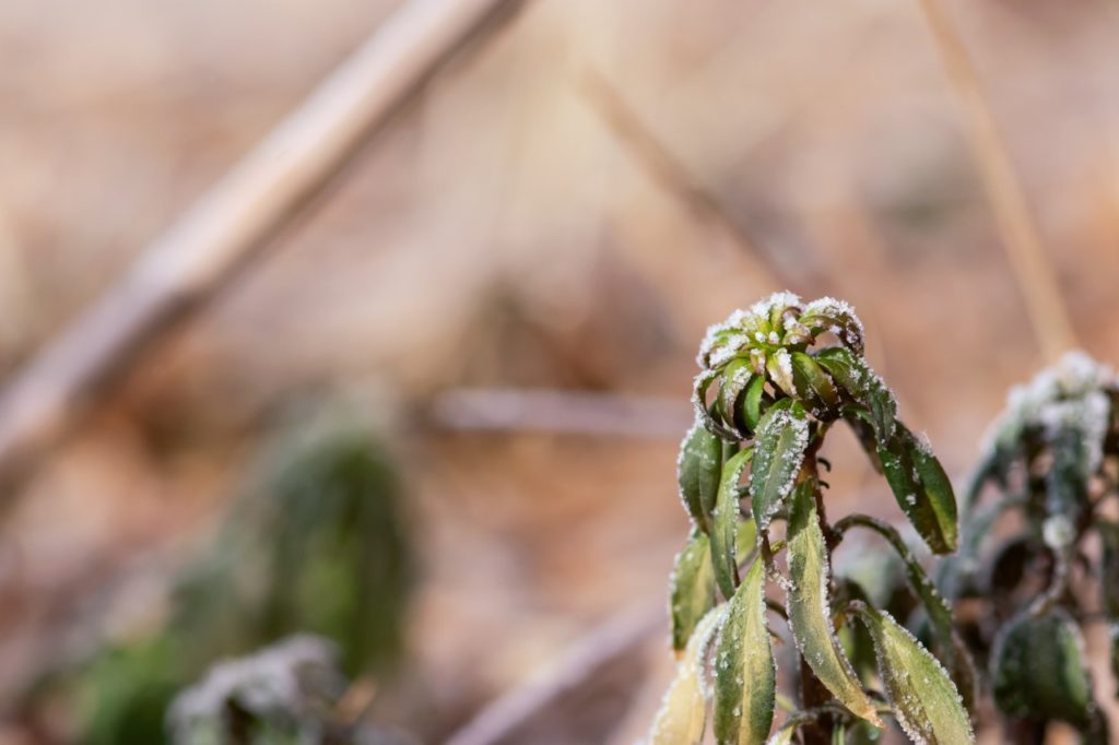 a wilted snapdragon plant with drooping lanceolate leaves doused in a scattering of snow 