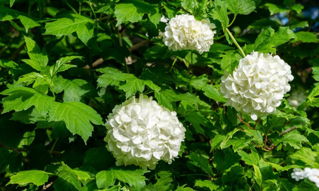 white flowering Viburnum opulus 'roseum'