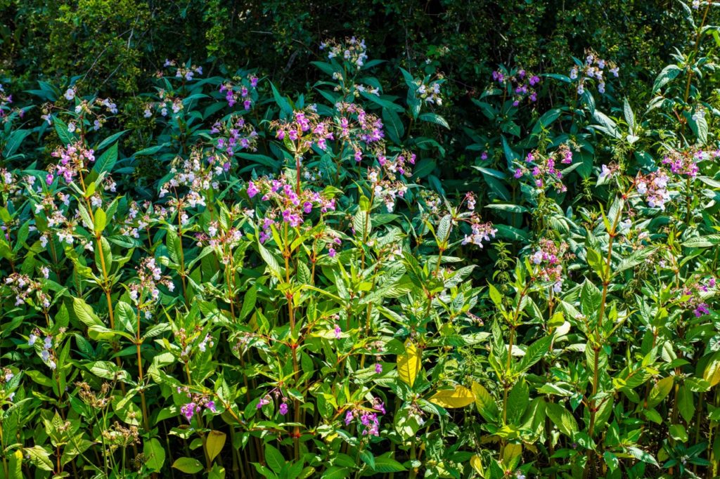 tall I. glandulifera shrubs with pink blooms