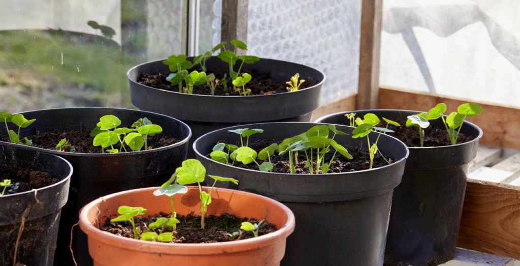 potted nasturtium seedlings sprouting from containers growing in a greenhouse