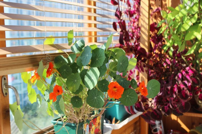 How To Care For Nasturtiums Indoors Horticulture.co.uk