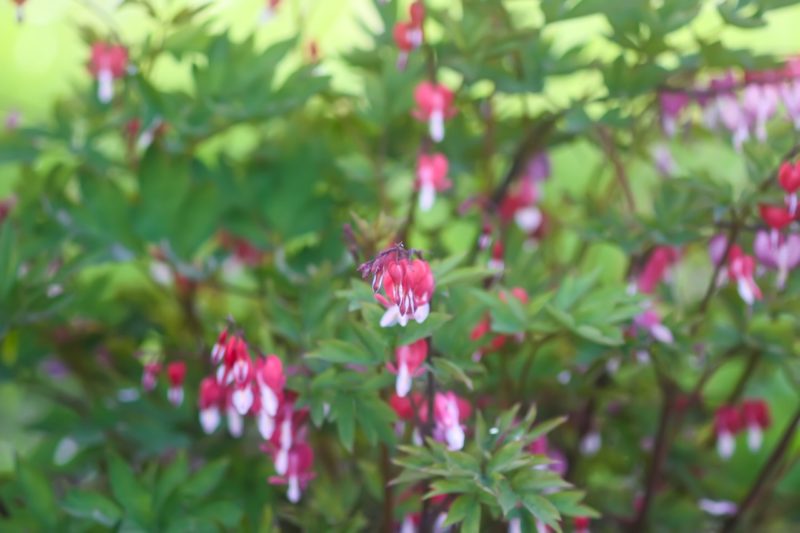 Dicentra Pruning & Deadheading Guidelines Horticulture.co.uk