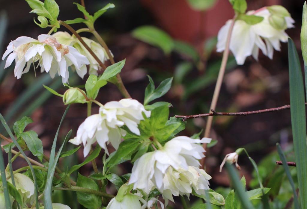 white cup-shaped ruffled flowers growing on tall stems from a Helleborus × hybridus 'Double Ellen White' shrub