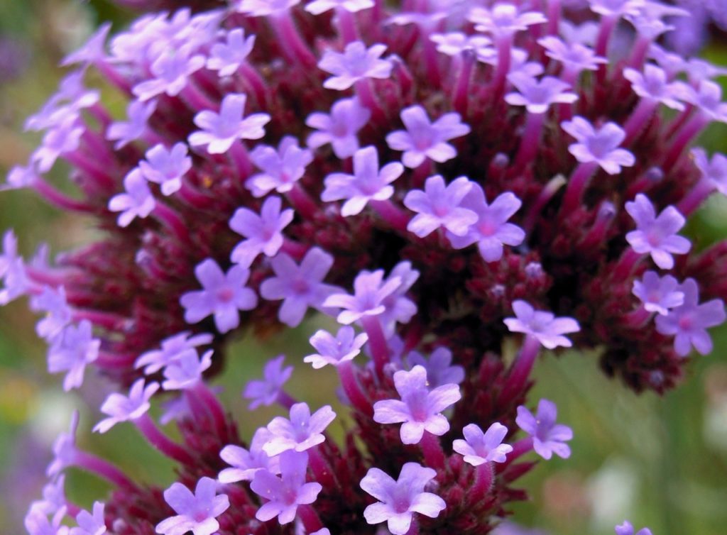 tiny star-shaped pink flowers growing from purple stems on a verbena bonariensis 'Lollipop' plant 