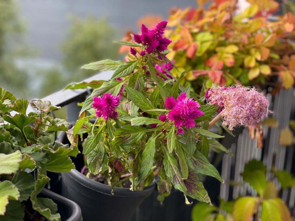 pink flowering celosia plant in a pot hanging from a balcony