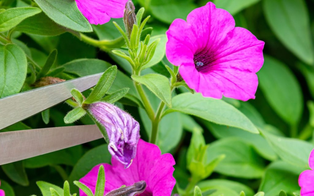 sharp scissors cutting the stem of a wilted pink petunia flower just below the flower bud