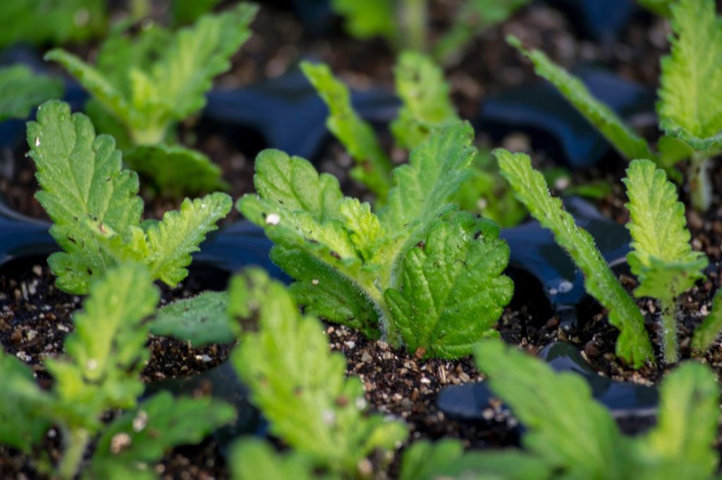 tiny verbena seedlings with green leaves growing in small cells in a seed tray