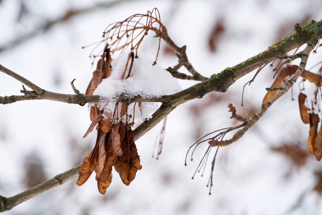 snow covering the brown clusers of acer leaves hanging from their woody branch