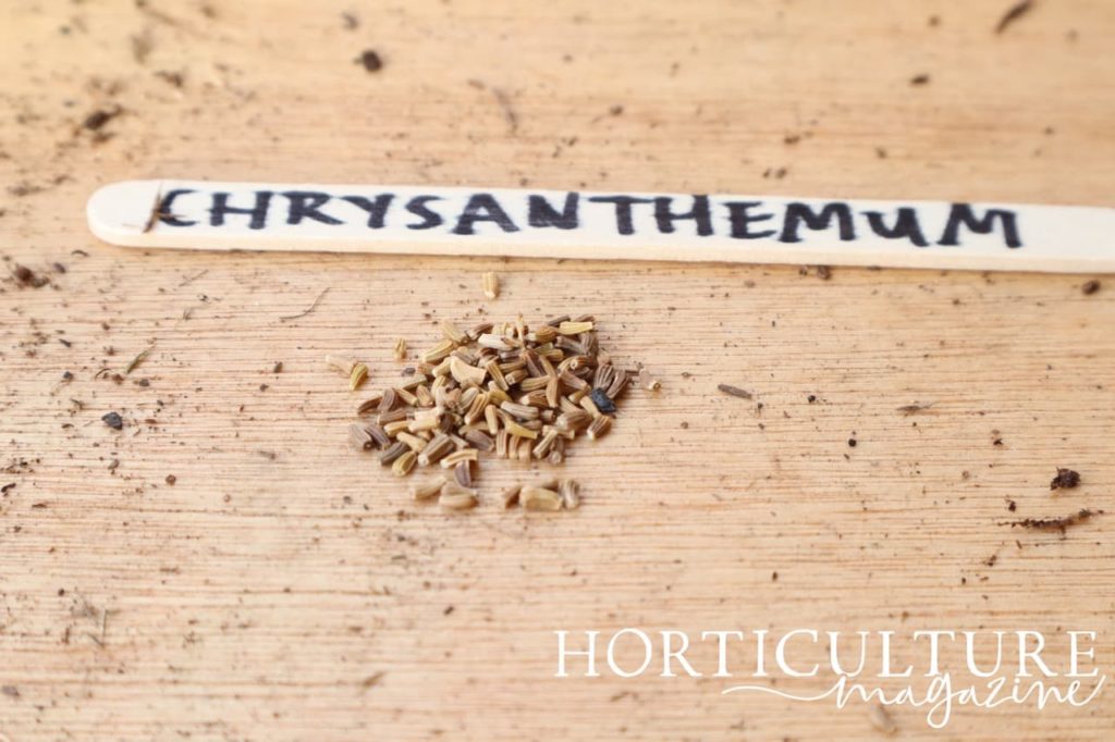 lollypop stick with the word 'chrysanthemum' written on it and seeds laid on a potting bench