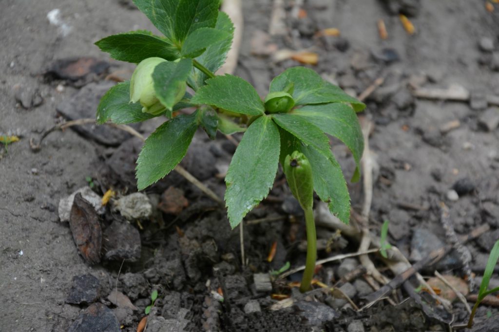 hellebore seedling with green leaves and stems growing from the ground outdoors