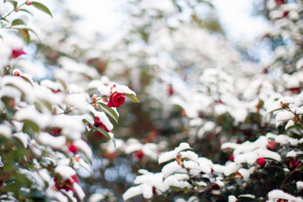 red flowering camellia shrub with ovate leaves covered in a thick layer of snow