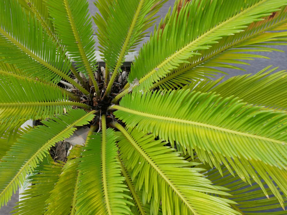 birds eye view of a potted sago palm with glossy leaves