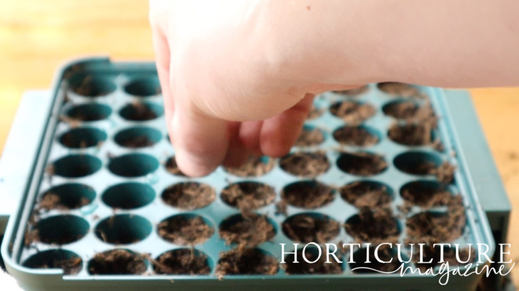 digitalis purpurea seeds being sown in a plastic seed tray