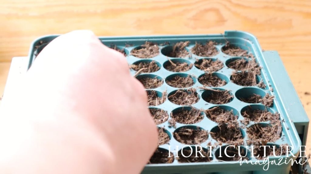 hand sowing penstemon seeds in the individual cells of a plastic seed tray