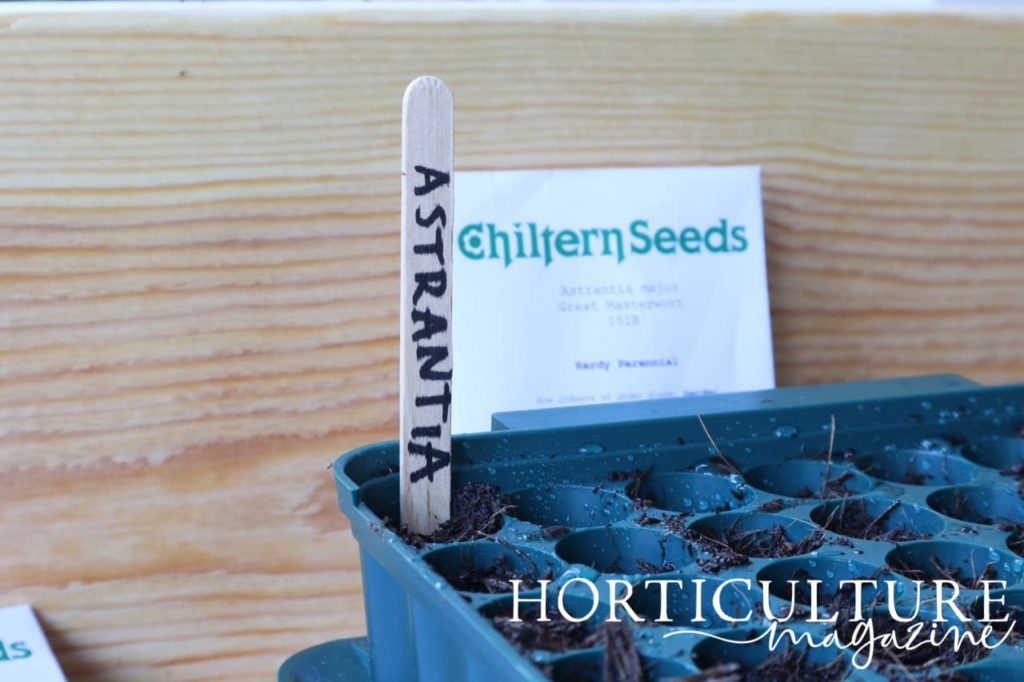a seed tray labelled with the word 'Astrantia' written out in black marker pen