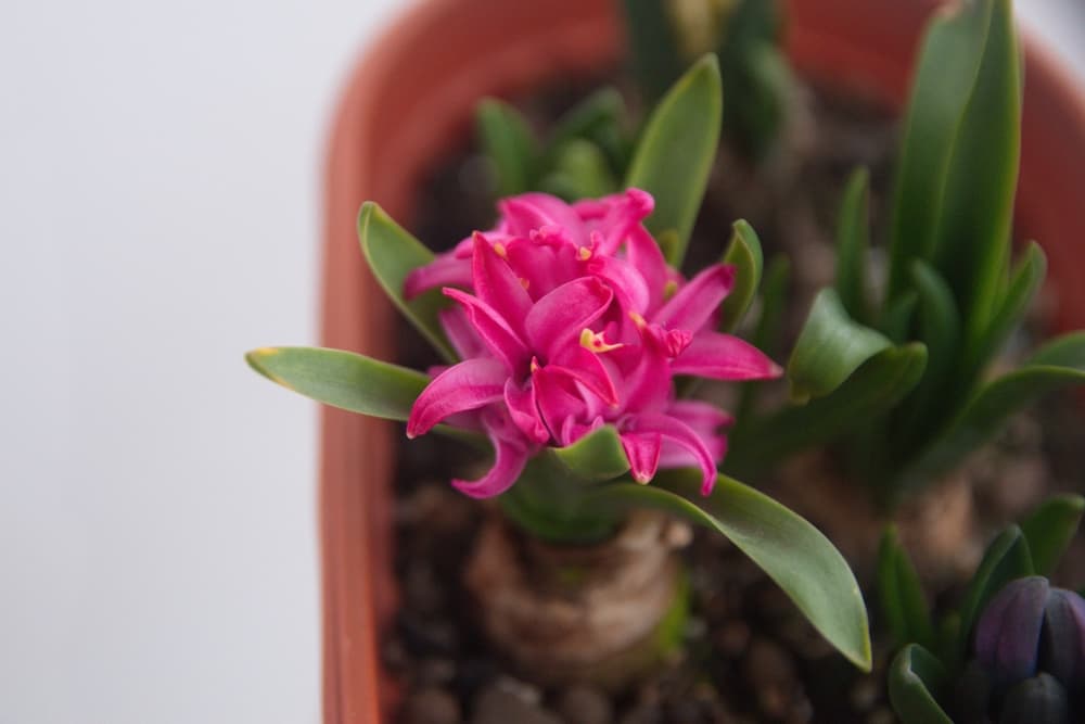 hyacinthus Pink Frosting growing from a plastic container