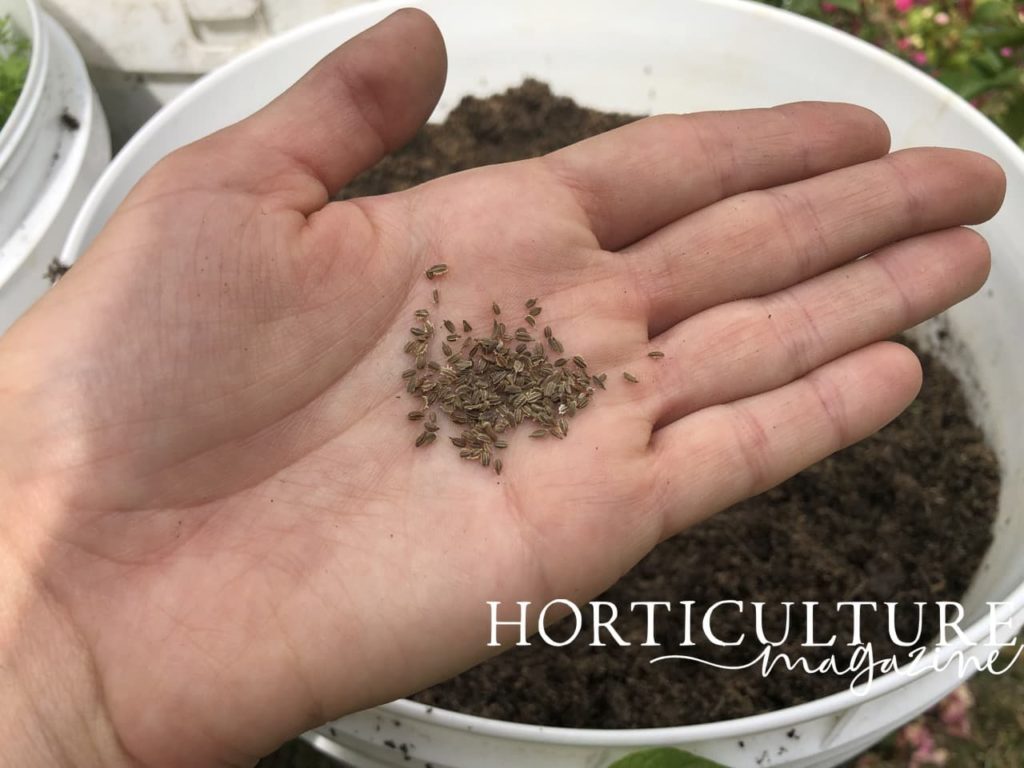 outstretched hand showcasing carrot seeds in front of a large pot