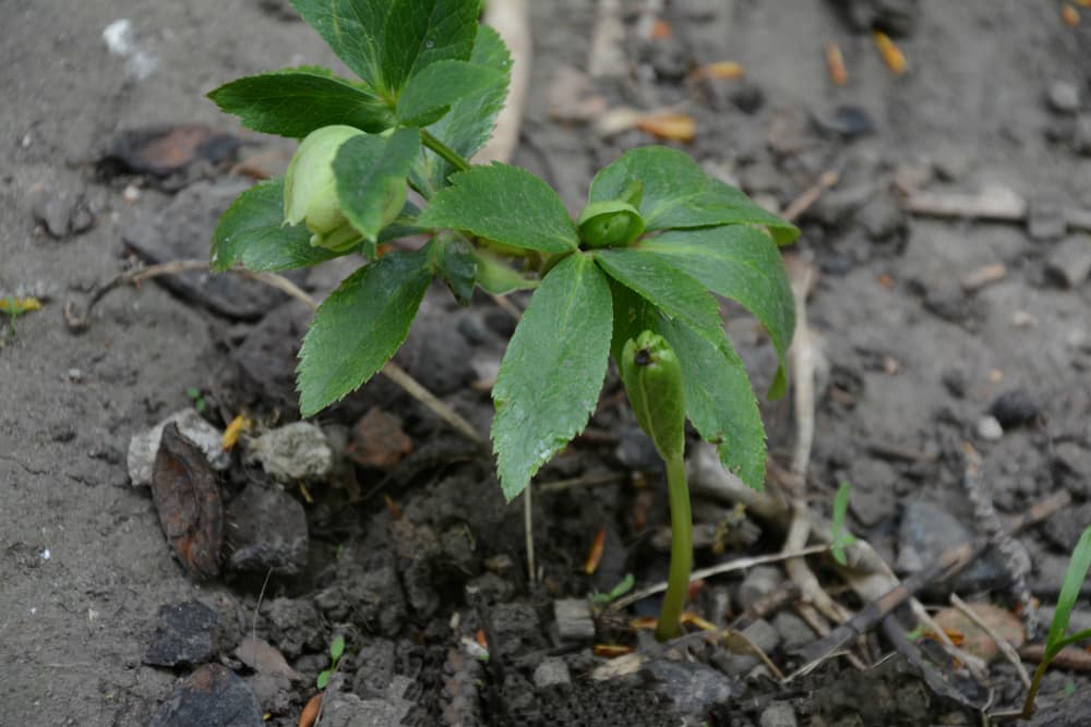 hellebore sprouting and flowering in early spring