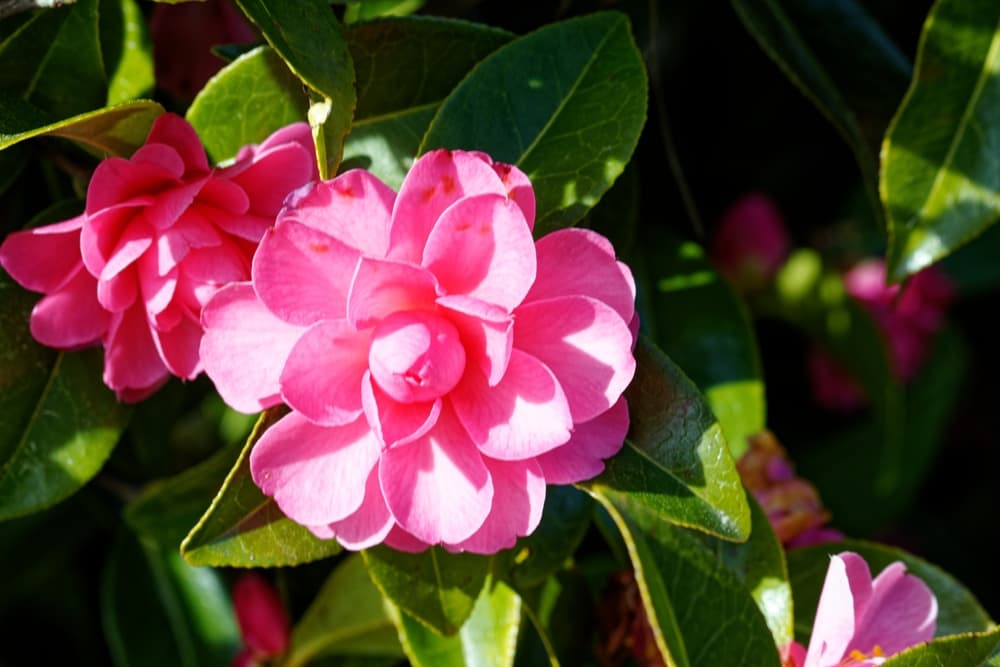 bright pink flowers of camellia 'Adorable' variety