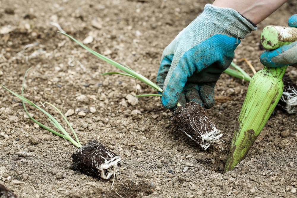 leek seedlings with compact roots being lowered into holes with the help of a green dibber