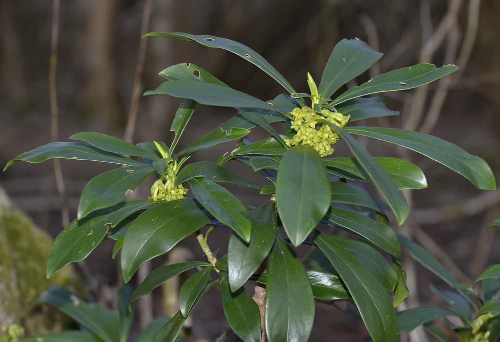 deep green leaves and light green flowers of Daphne laureola