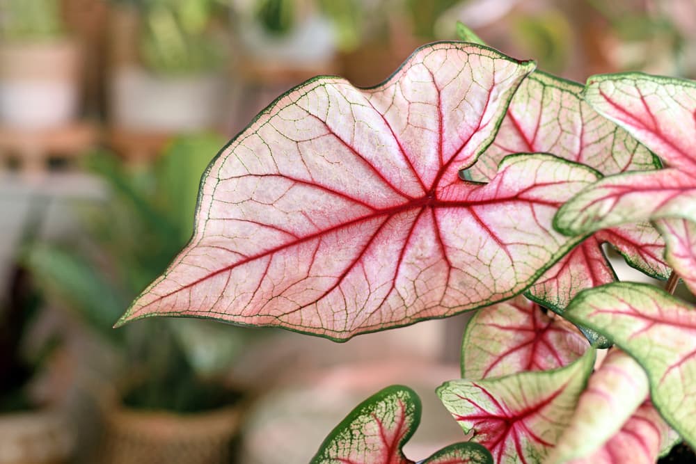 Angel Wings 'White Cream' with red veined appearance