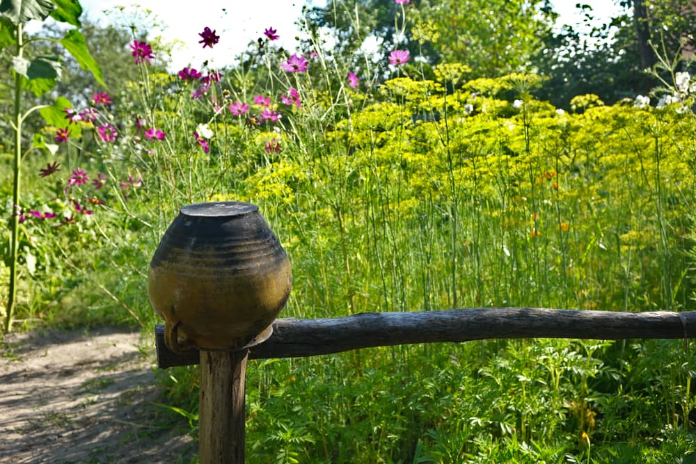 tall growing dill and cosmos in a large garden