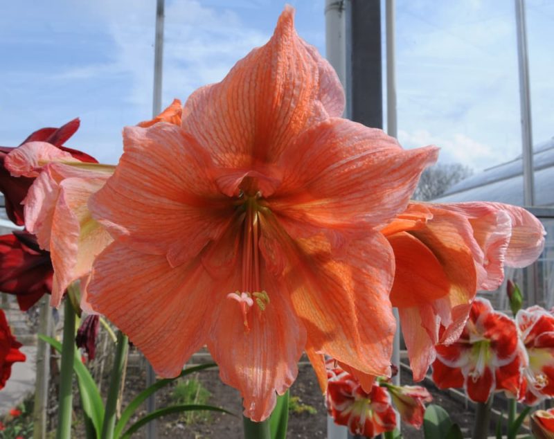 How To Get Your Amaryllis To Rebloom Horticulture.co.uk