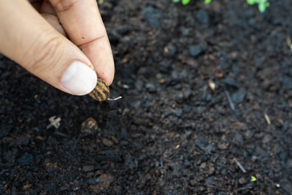 gardener planting nasturtium seed out into very moist soil