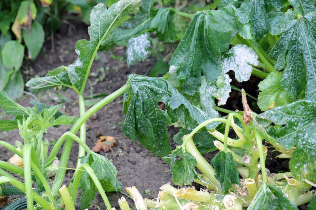 wilting courgette plants with green leaves covered in a white mildew