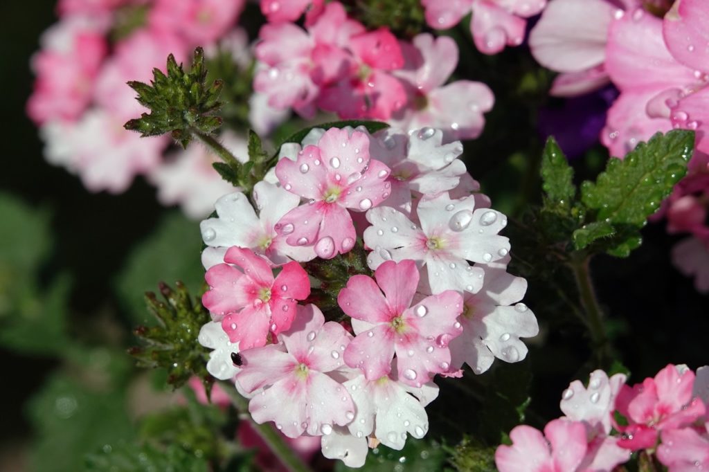 white and pink flowering verbena plants with dark green leaves covered in water droplets