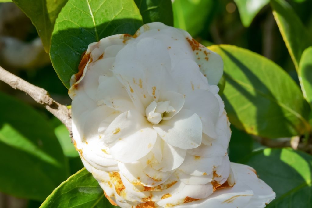 the white petals of a C. japonica flower tinged with brown