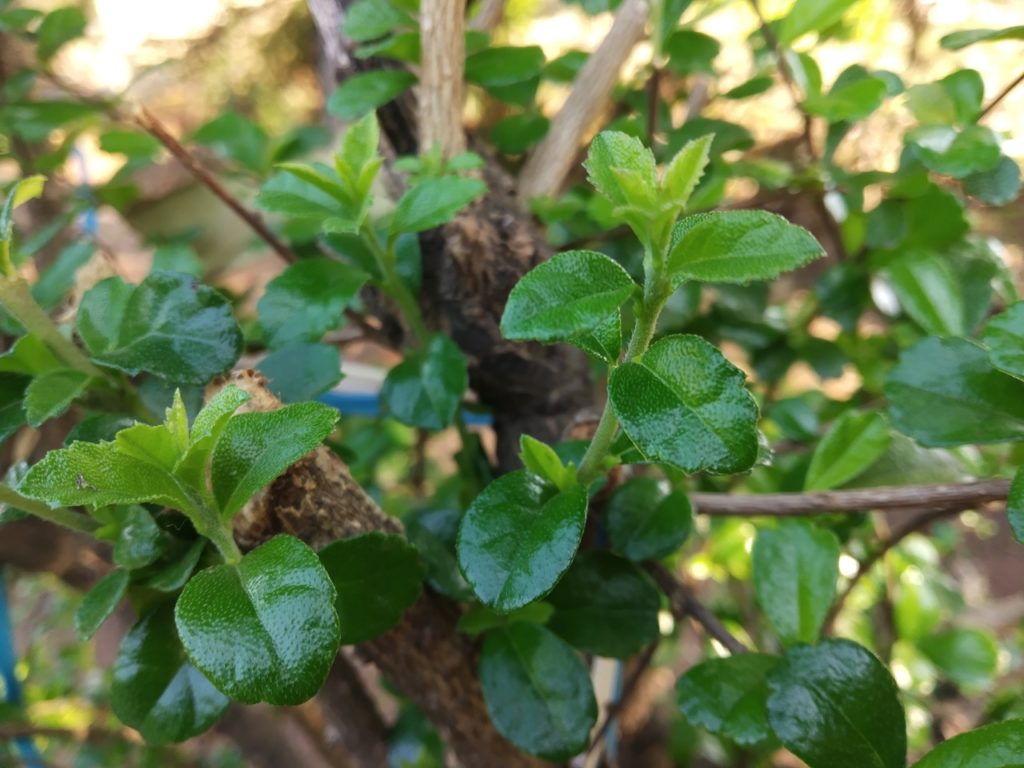 overgrown and congested escallonia shrub with fresh new growth on hardwood stems