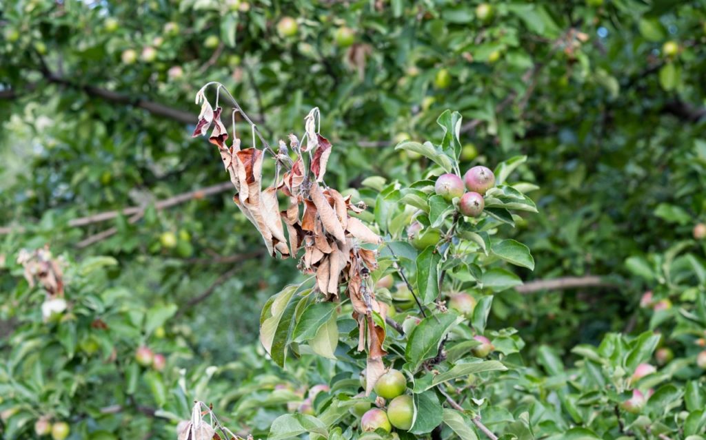 curling brown leaves on a malus tree variety that have occurred where fireblight has taken a hold
