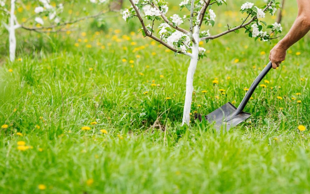 white flowering apple tree in the early stages of growth about to be dug up by someone using a shovel