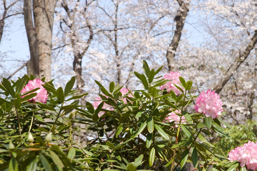 pale pink flowering rhododendron shrub with white flowering trees in the background