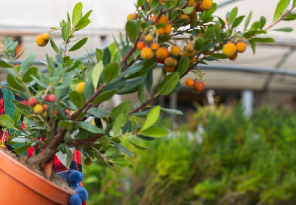 orange and yellow fruits on a Arbutus unedo plant with ovate leaves growing from a pot being held in front of other green-leaved shrubs