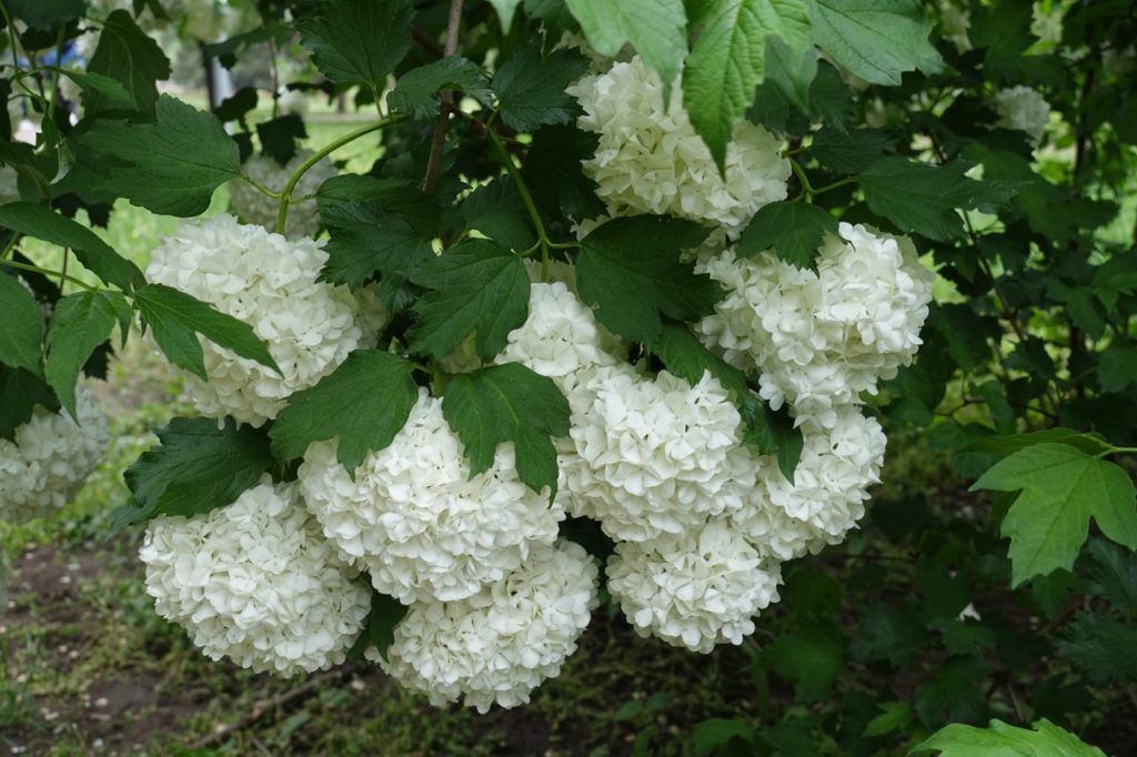 red snowball tree with palmate leaves and globe-shaped flowers