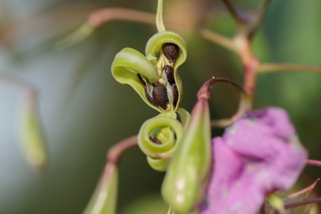 close up of the twisting seed pod of a himalayan balsam