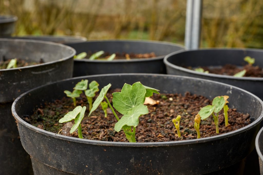 lilypad-shaped leaves growing in a large container filled with compost