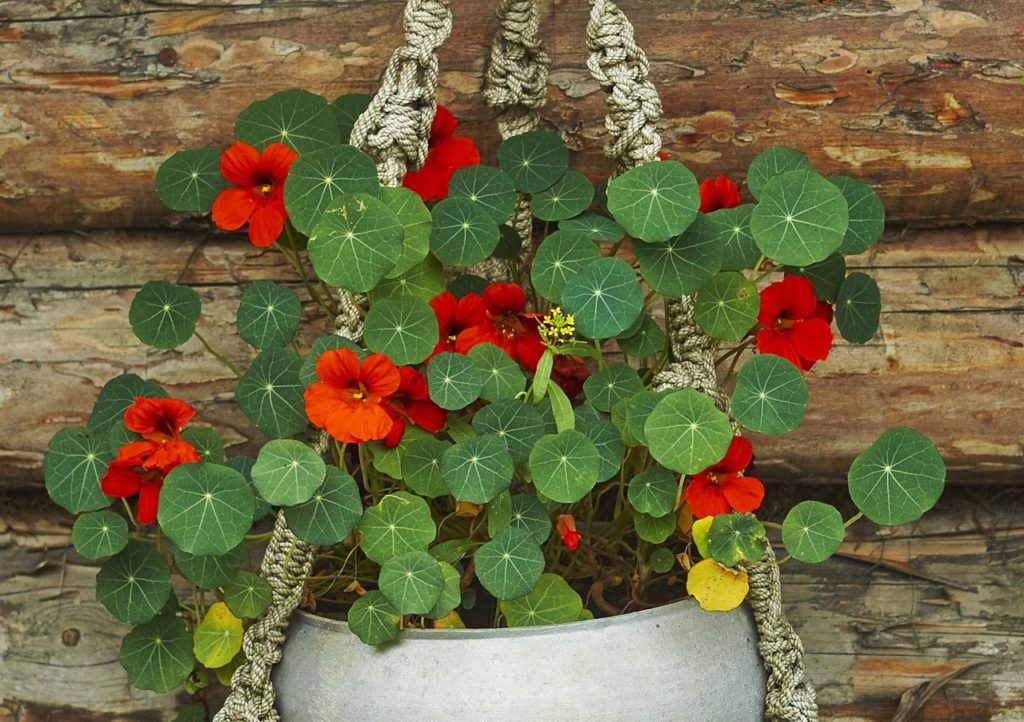 orange flowers on a nasturtium planted in a hanging basket in front of a timber wall