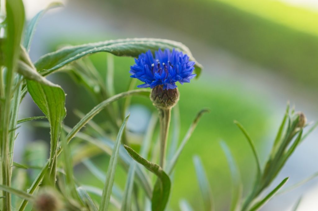 blue C. cyanus flower emerging from the top of the plant's upright stems