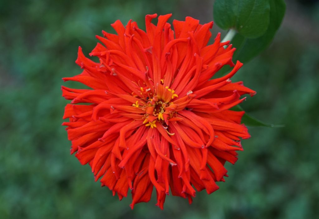 Zinnia 'giant cactus' with red double-flowers and curled petals creating a frilly effect