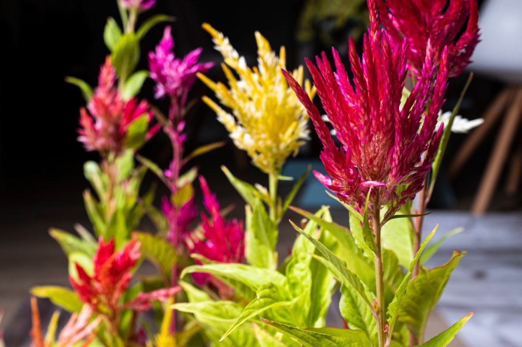 purple and yellow flowers from a celosia plant growing indoors