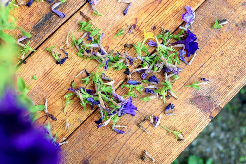 the pruned material from a petunia on a wooden work surface ready for composting